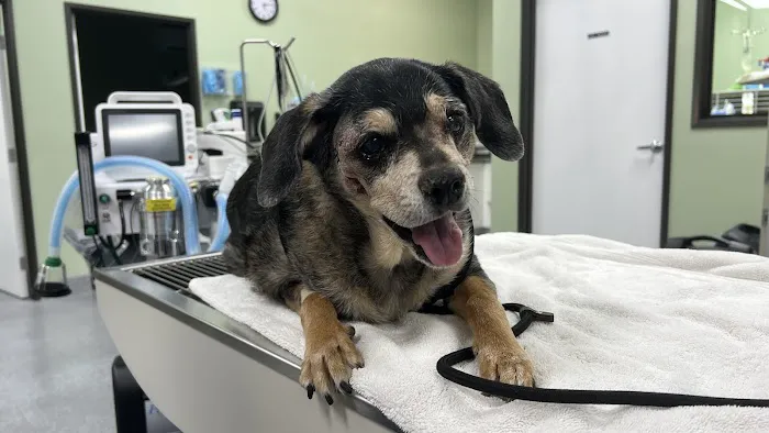 Greater Good Veterinary Care Picture 8