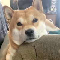 Lancaster Pet Clinic ico