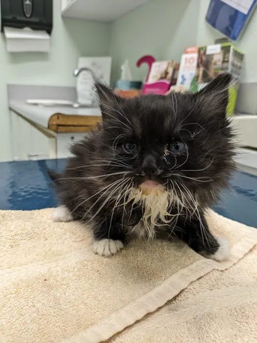 Lancaster Pet Clinic Picture 6