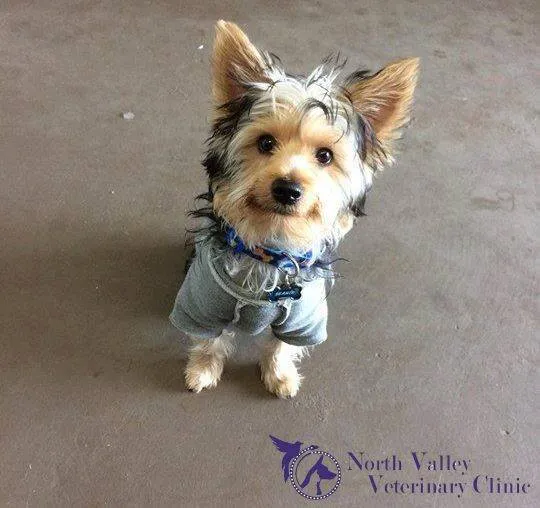 North Valley Veterinary Clinic: Bosma Larry F DVM Picture 5
