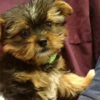 North Valley Veterinary Center And Boarding ico