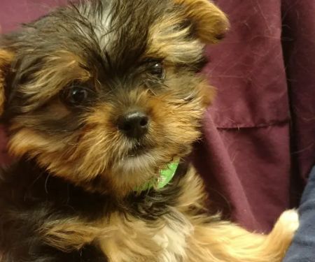 North Valley Veterinary Center And Boarding