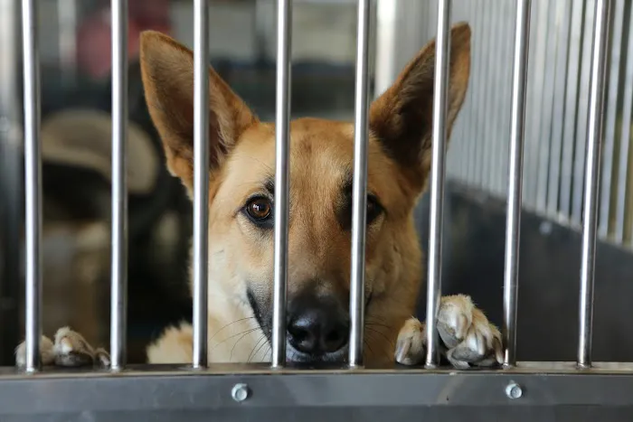 North Valley Veterinary Center And Boarding Picture 9