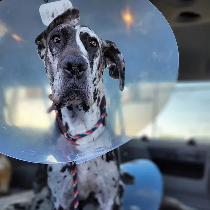 North Valley Veterinary Center And Boarding Picture 8