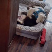 The Village Veterinary Hospital ico
