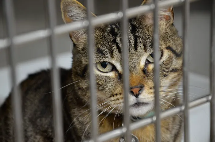 Anza Animal Clinic Picture 1