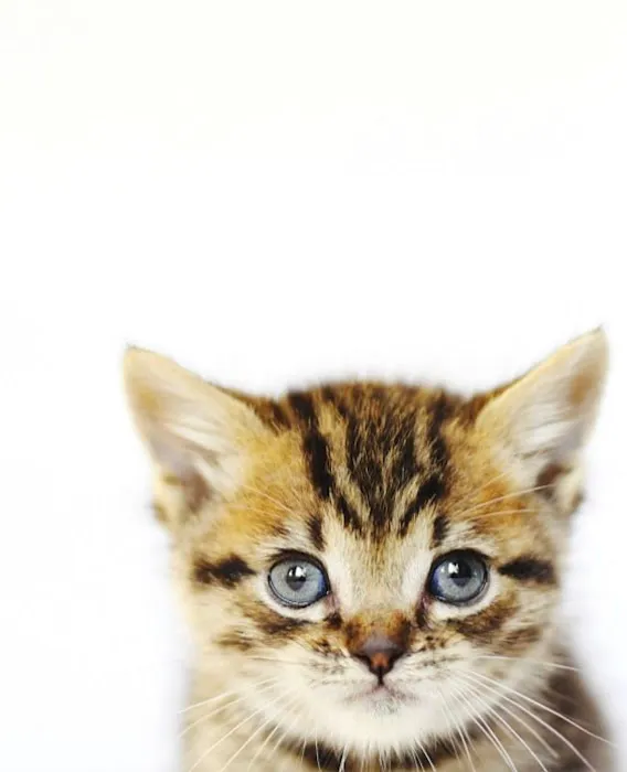 Malibu Vet Clinic Picture 1