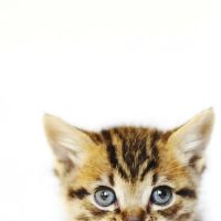 Malibu Vet Clinic ico