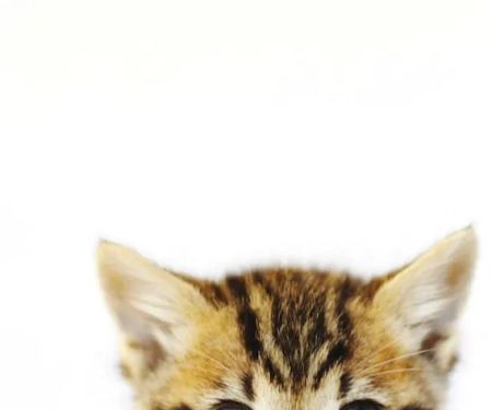 Malibu Vet Clinic
