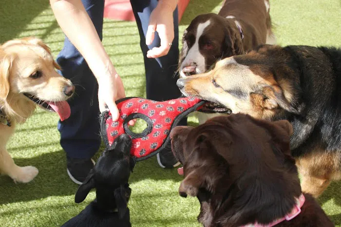 Conejo Valley Veterinary Hospital Picture 6