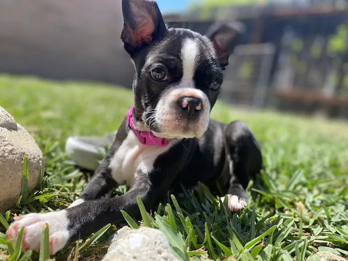 Conejo Valley Veterinary Hospital Picture 8