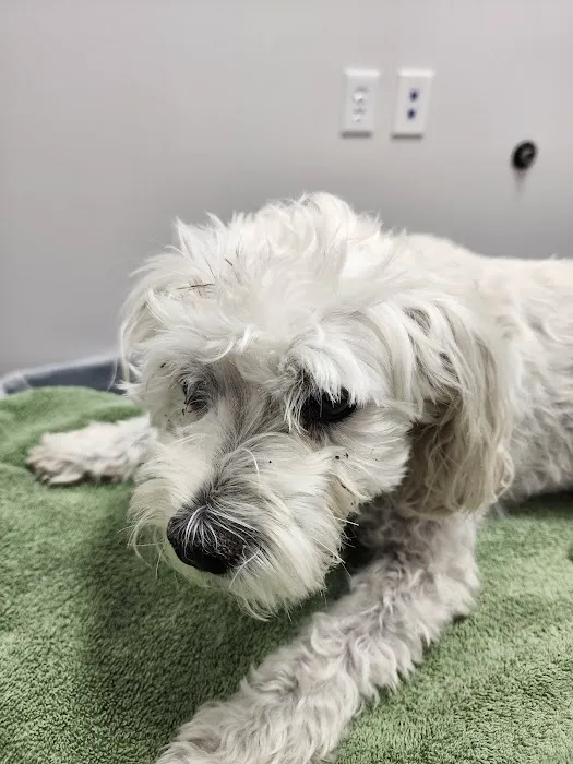 Skyline Animal Hospital Picture 4