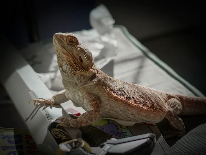 Skyline Animal Hospital Picture 6