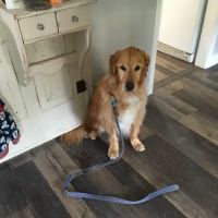 Paw Works Veterinary Hospital ico