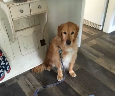 Paw Works Veterinary Hospital