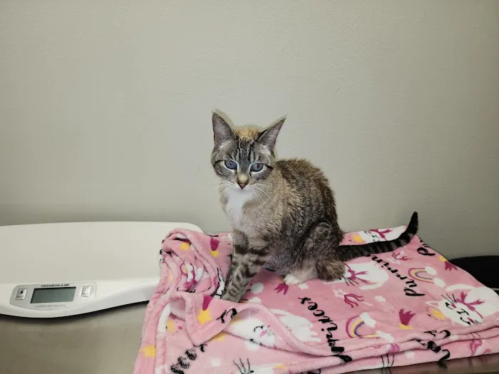 Ala-Palm Animal Hospital Picture 4
