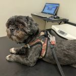 Ala-Palm Animal Hospital