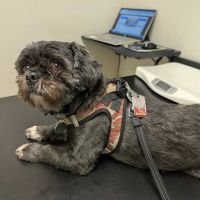 Ala-Palm Animal Hospital ico
