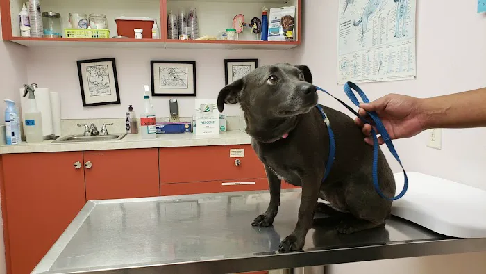 Ala-Palm Animal Hospital Picture 6
