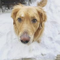Rimforest Animal Hospital ico