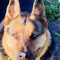Arrowhead Animal Hospital ico