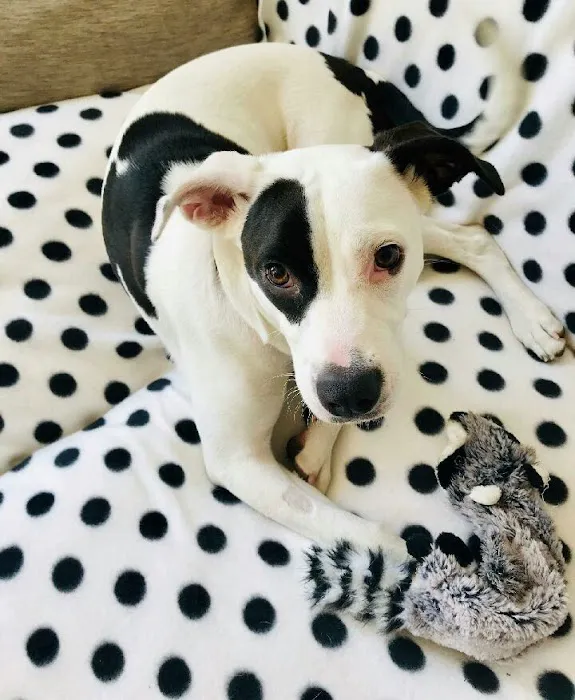 Arrowhead Animal Hospital Picture 4