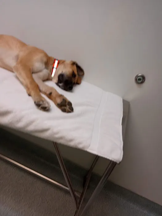 Arrowhead Animal Hospital Picture 7