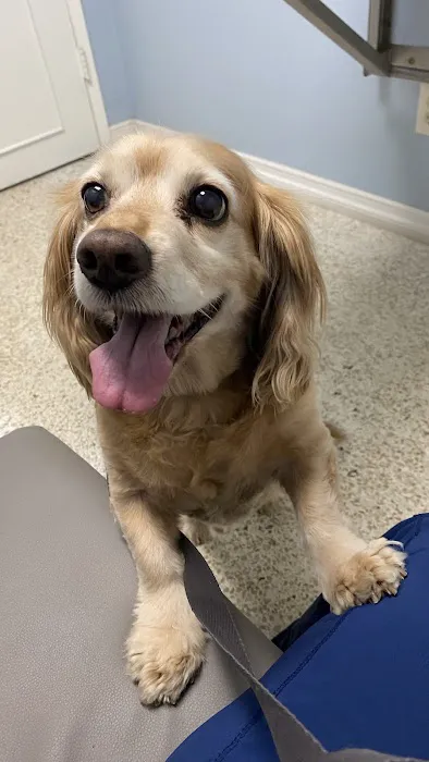 Animal Medical Center of Redlands Picture 5