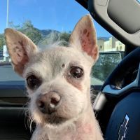 Highland Village Pet Hospital ico