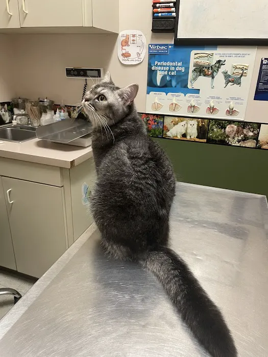 Highland Village Pet Hospital Picture 3