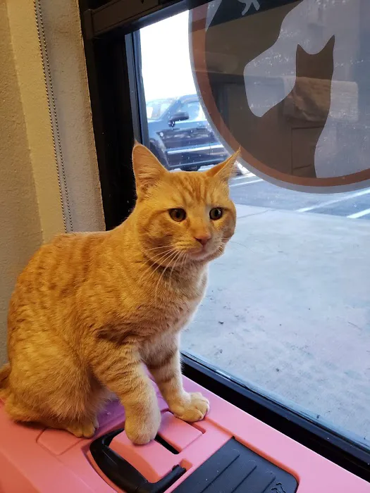 East Valley Pet Hospital Picture 1