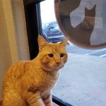 East Valley Pet Hospital