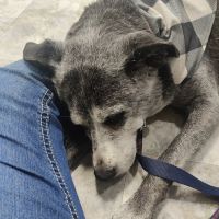 Animal Emergency Center of Killeen ico