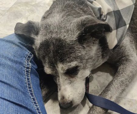 Animal Emergency Center of Killeen
