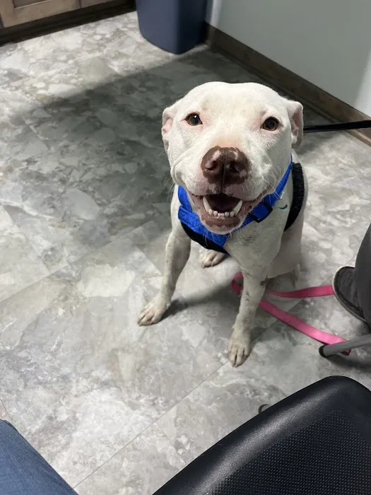 Animal Emergency Center of Killeen Picture 4