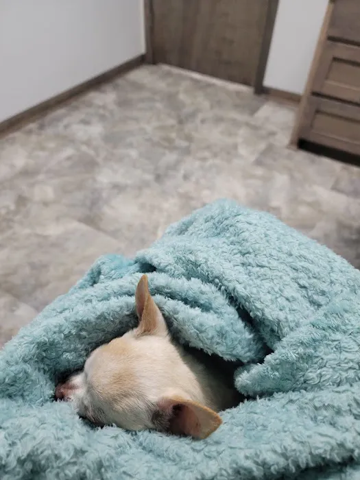 Animal Emergency Center of Killeen Picture 10