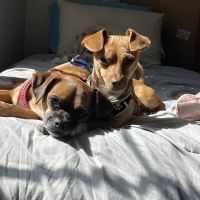 Banfield Pet Hospital ico