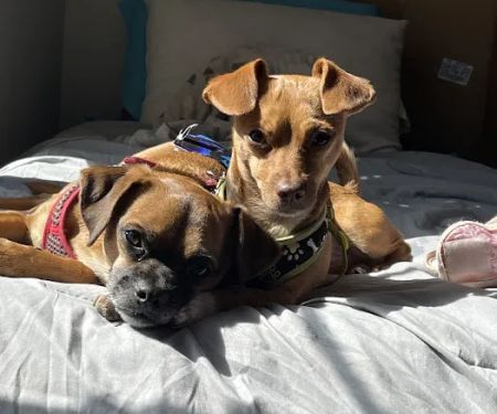 Banfield Pet Hospital