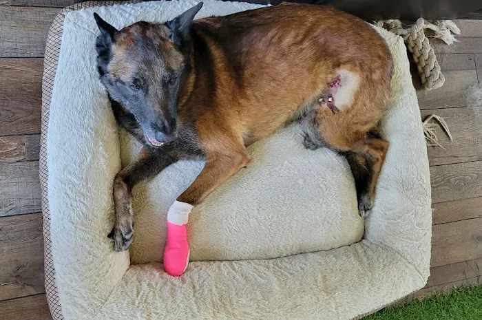Banfield Pet Hospital Picture 5