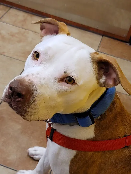 Banfield Pet Hospital Picture 8