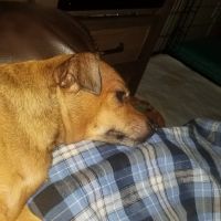 El Centro Pet Medical Center, A Thrive Pet Healthcare Partner ico