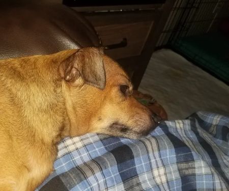 El Centro Pet Medical Center, A Thrive Pet Healthcare Partner