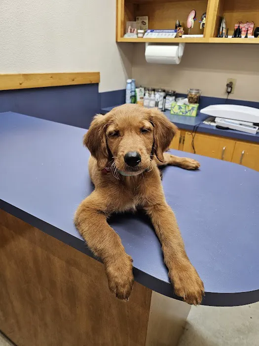 Town & Country Veterinary Medical Center Picture 3