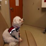 Town & Country Veterinary Medical Center