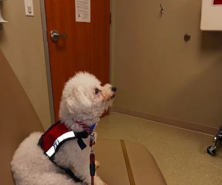 Town & Country Veterinary Medical Center