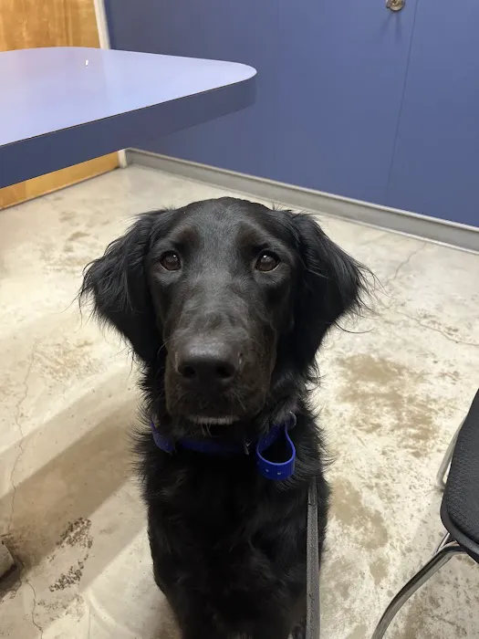 Town & Country Veterinary Medical Center Picture 6