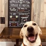 Granger Veterinary Hospital