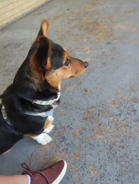 Emancipet Picture 3