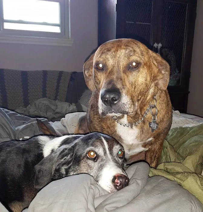 Emancipet Picture 10