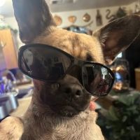 Killeen Veterinary Clinic ico